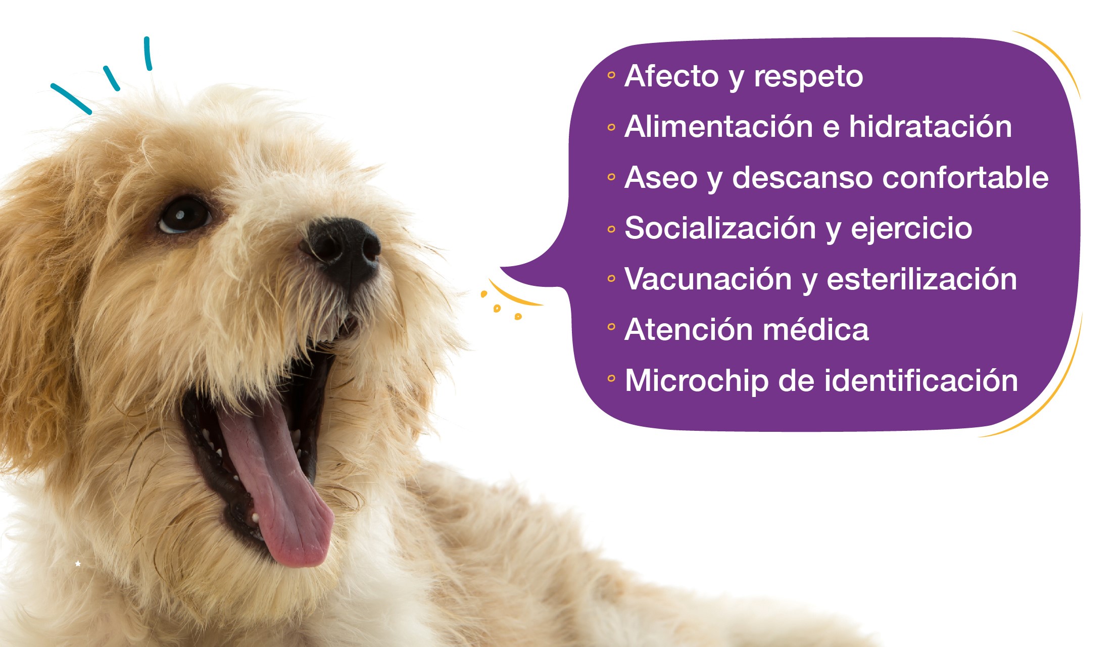 Los animales de compañía cuentan con vos Los animales de compañía cuentan con vos